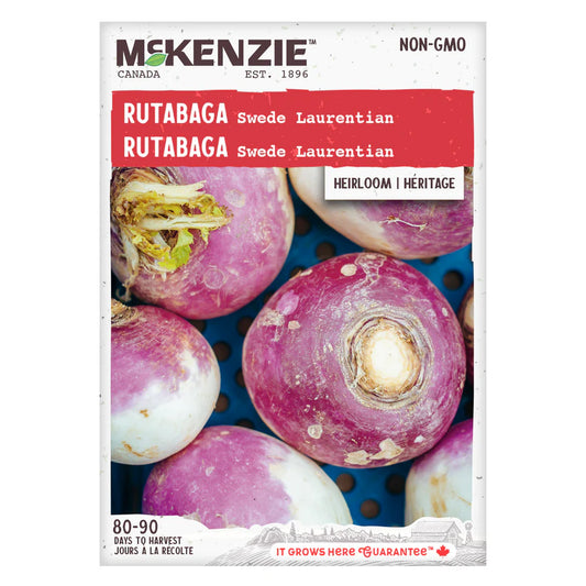 Rutabaga, graines laurentiennes suédoises